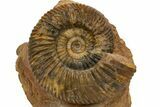 Jurassic Ammonite (Parkinsonia) Fossil - Sengenthal, Germany #301620-1